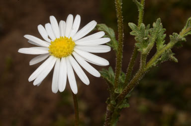 APII jpeg image of Brachyscome tetrapterocarpa  © contact APII