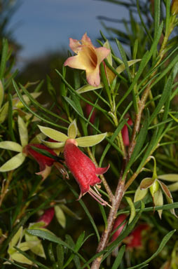 APII jpeg image of Eremophila latrobei subsp. glabra  © contact APII