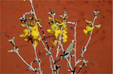 APII jpeg image of Crotalaria eremaea subsp. eremaea  © contact APII