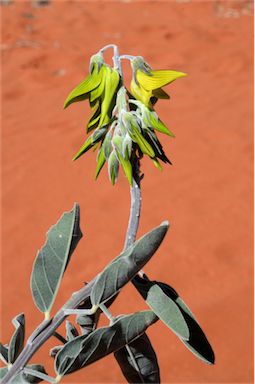 APII jpeg image of Crotalaria cunninghamii  © contact APII