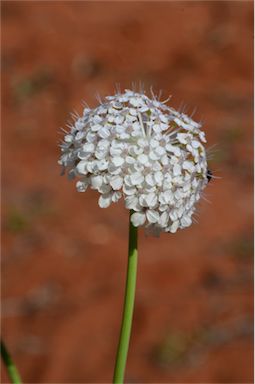 APII jpeg image of Trachymene glaucifolia  © contact APII