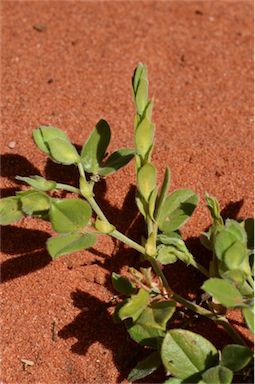 APII jpeg image of Zornia albiflora  © contact APII
