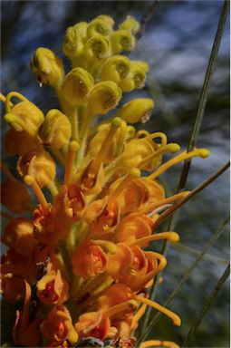 APII jpeg image of Grevillea juncifolia subsp. juncifolia  © contact APII