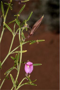 APII jpeg image of Isotropis wheeleri  © contact APII