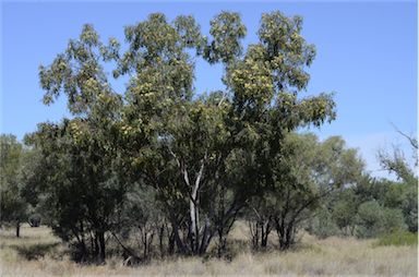 APII jpeg image of Eucalyptus ochrophloia  © contact APII