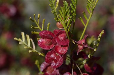 APII jpeg image of Dodonaea sinuolata subsp. acrodentata  © contact APII