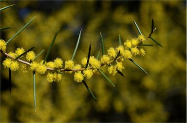 APII jpeg image of Acacia colletioides  © contact APII