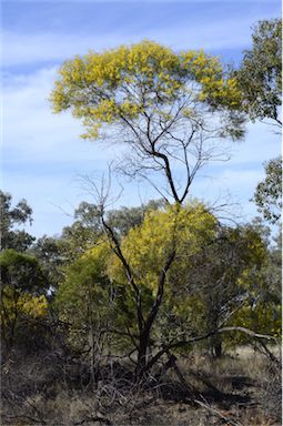 APII jpeg image of Acacia doratoxylon  © contact APII