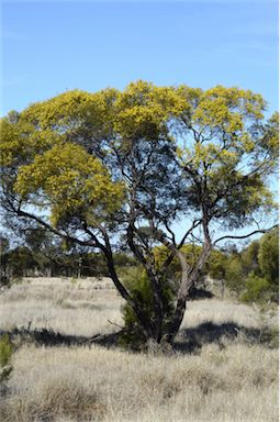 APII jpeg image of Acacia homalophylla  © contact APII