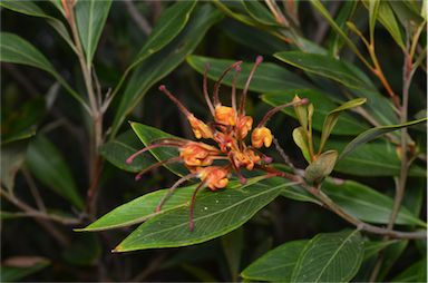 APII jpeg image of Grevillea 'Orange Marmalade'  © contact APII