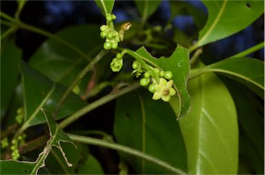 APII jpeg image of Endiandra floydii  © contact APII