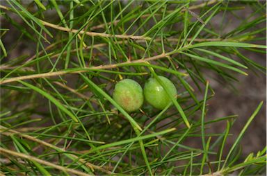 APII jpeg image of Persoonia virgata  © contact APII