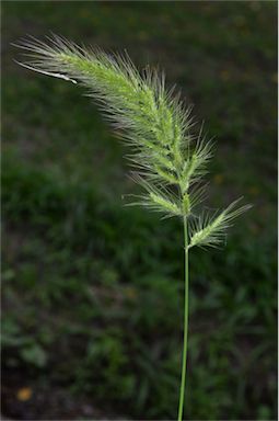 APII jpeg image of Echinochloa telmatophila  © contact APII