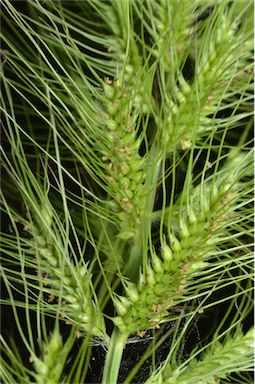 APII jpeg image of Echinochloa telmatophila  © contact APII