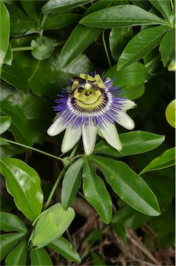 APII jpeg image of Passiflora caerulea  © contact APII