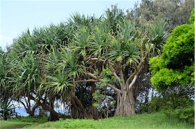 APII jpeg image of Pandanus tectorius  © contact APII