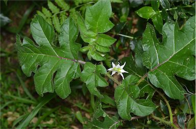 APII jpeg image of Solanum capsicoides  © contact APII