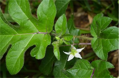 APII jpeg image of Solanum capsicoides  © contact APII