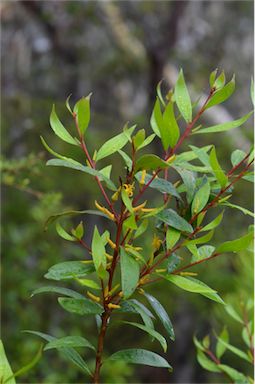 APII jpeg image of Persoonia adenantha  © contact APII