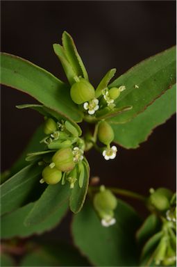 APII jpeg image of Euphorbia hyssopifolia  © contact APII