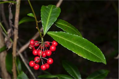 APII jpeg image of Ardisia crenata  © contact APII