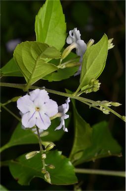 APII jpeg image of Duranta erecta  © contact APII