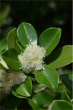 APII jpeg image of Psidium cattleyanum var. cattleyanum  © contact APII