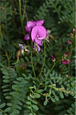 APII jpeg image of Swainsona galegifolia  © contact APII