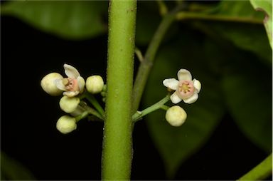 APII jpeg image of Synoum glandulosum subsp. glandulosum  © contact APII