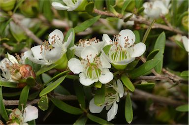 APII jpeg image of Leptospermum polygalifolium subsp. montanum  © contact APII