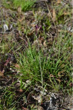 APII jpeg image of Calochilus russeus  © contact APII