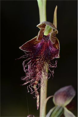 APII jpeg image of Calochilus russeus  © contact APII