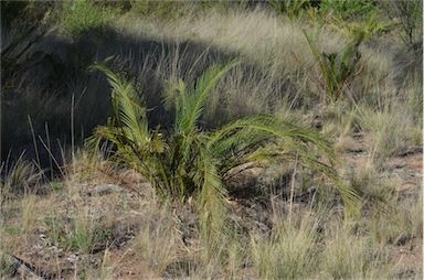 APII jpeg image of Macrozamia polymorpha  © contact APII