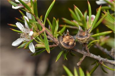 APII jpeg image of Leptospermum arachnoides  © contact APII