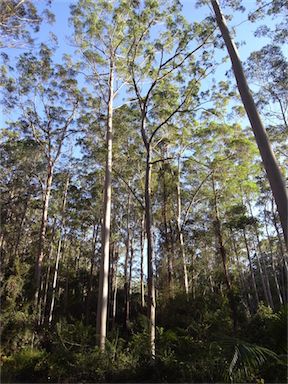 APII jpeg image of Eucalyptus grandis  © contact APII