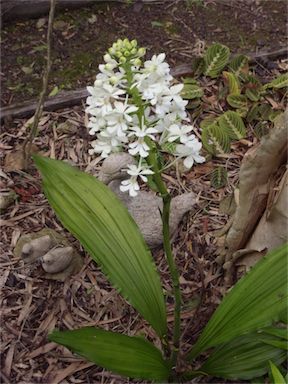 APII jpeg image of Calanthe triplicata  © contact APII