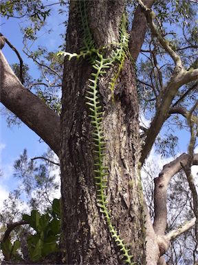 APII jpeg image of Cryptocereus anthonyanus  © contact APII