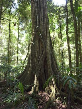 APII jpeg image of Ficus watkinsiana  © contact APII