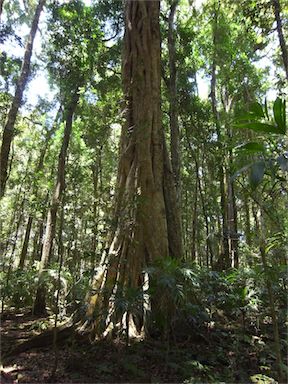 APII jpeg image of Ficus watkinsiana  © contact APII