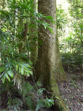 APII jpeg image of Dysoxylum fraserianum  © contact APII