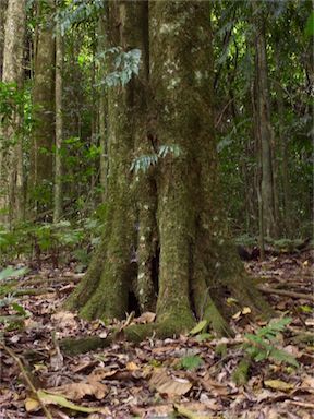 APII jpeg image of Guilfoylia monostylis  © contact APII