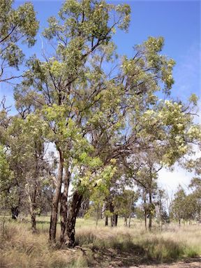 APII jpeg image of Angophora floribunda  © contact APII