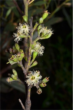 APII jpeg image of Eucalyptus froggattii  © contact APII