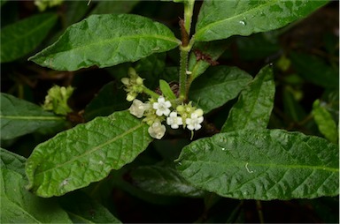 APII jpeg image of Psychotria sp. Mt Baldy  © contact APII