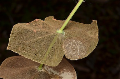 APII jpeg image of Eucalyptus sturgissiana  © contact APII