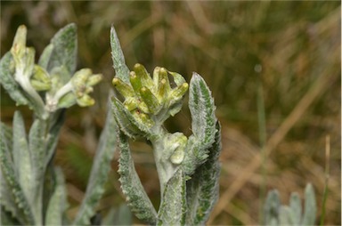 APII jpeg image of Senecio gunnii  © contact APII