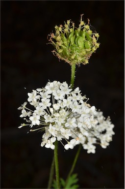 APII jpeg image of Trachymene composita var. composita  © contact APII