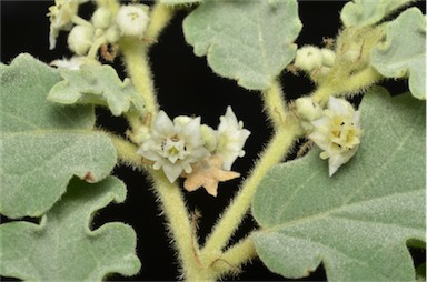 APII jpeg image of Androcalva pearnii  © contact APII