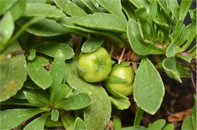 APII jpeg image of Eremophila serpens  © contact APII