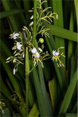 APII jpeg image of Dianella longifolia var. grandis  © contact APII